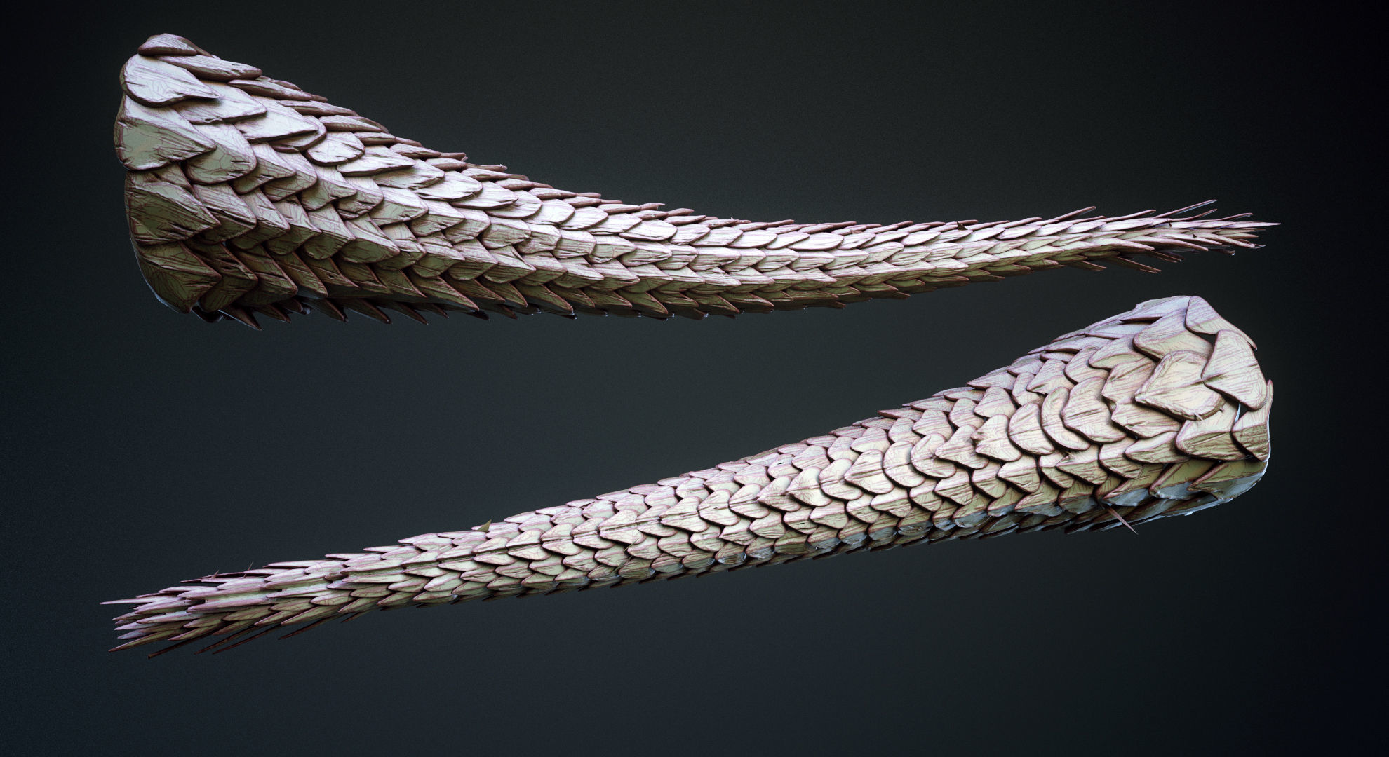 TAILS - 33 Tail Meshes and Curve Brushes 3D model_16