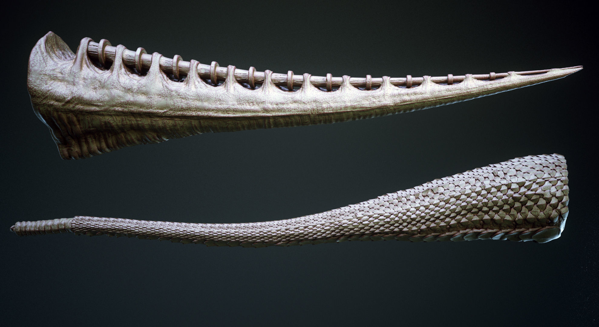 TAILS - 33 Tail Meshes and Curve Brushes 3D model_15