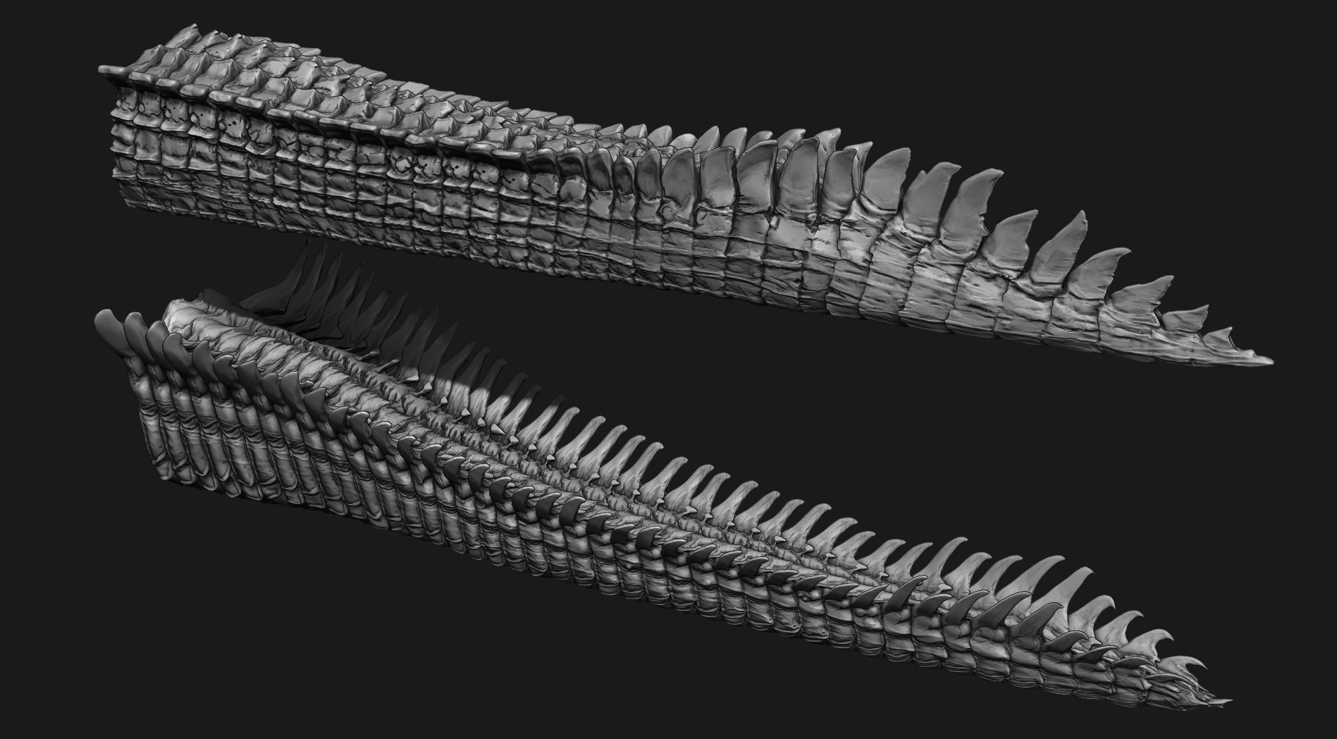 TAILS - 33 Tail Meshes and Curve Brushes 3D model_33