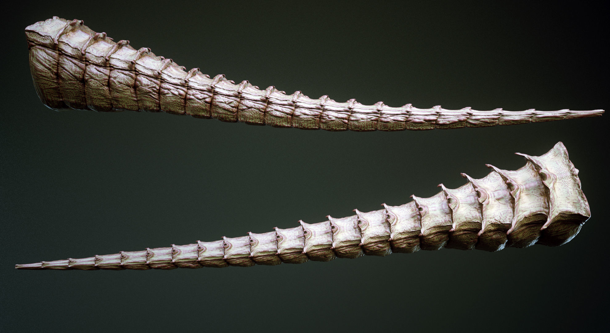 TAILS - 33 Tail Meshes and Curve Brushes 3D model_8