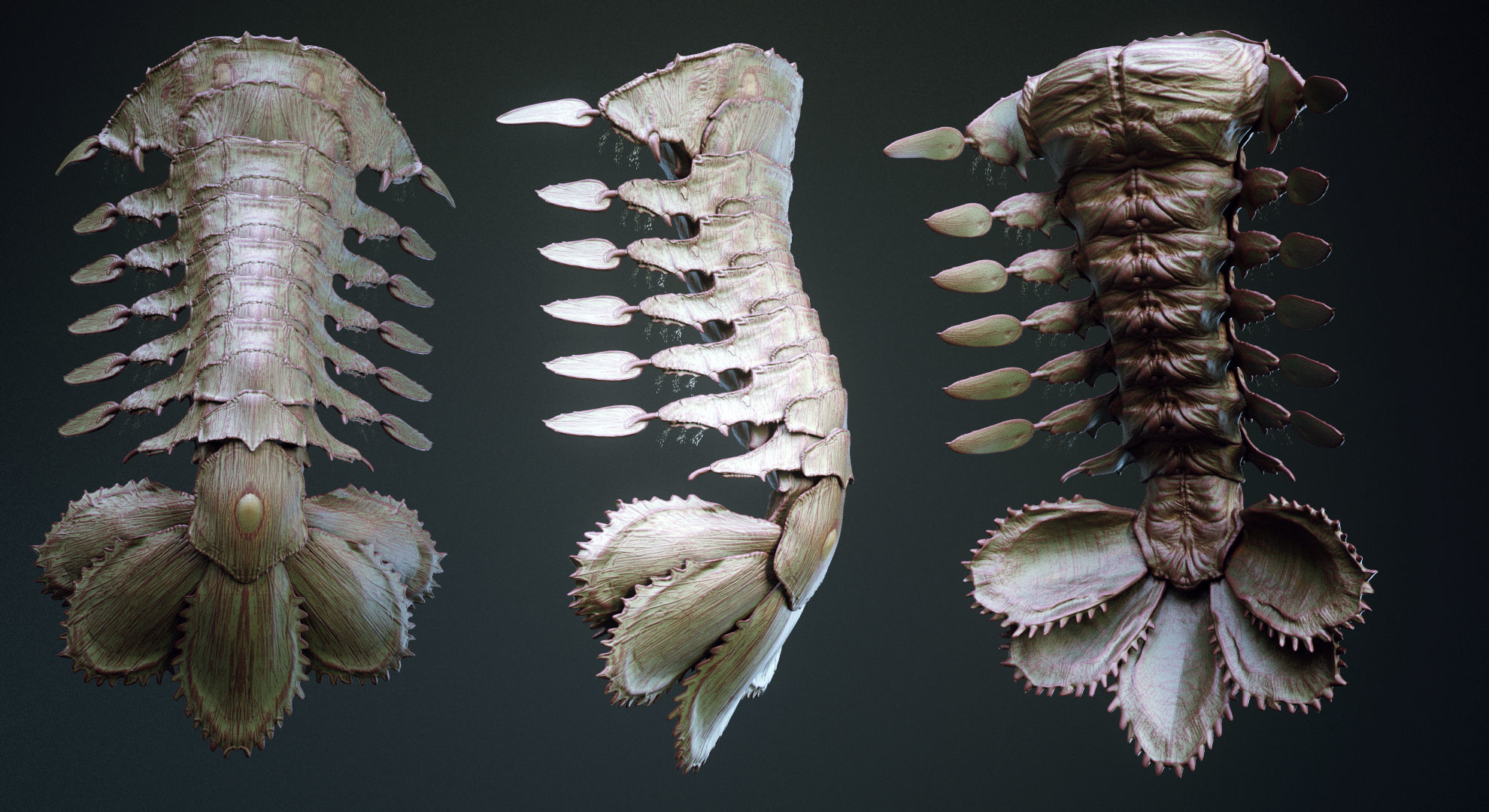 TAILS - 33 Tail Meshes and Curve Brushes 3D model_26