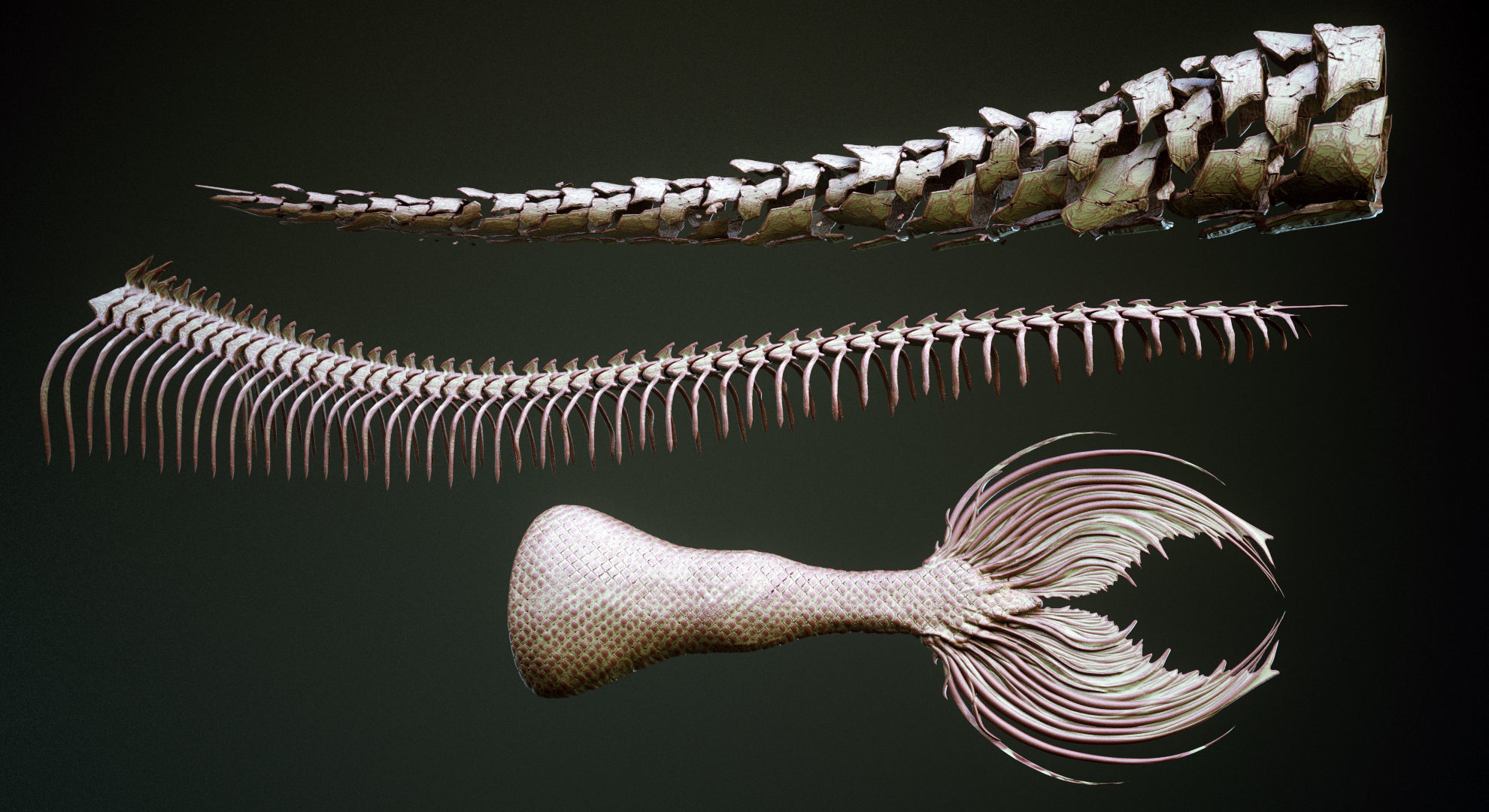 TAILS - 33 Tail Meshes and Curve Brushes 3D model_30