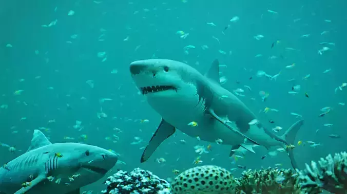 Sharks Underwater Scene Low-poly 3D model