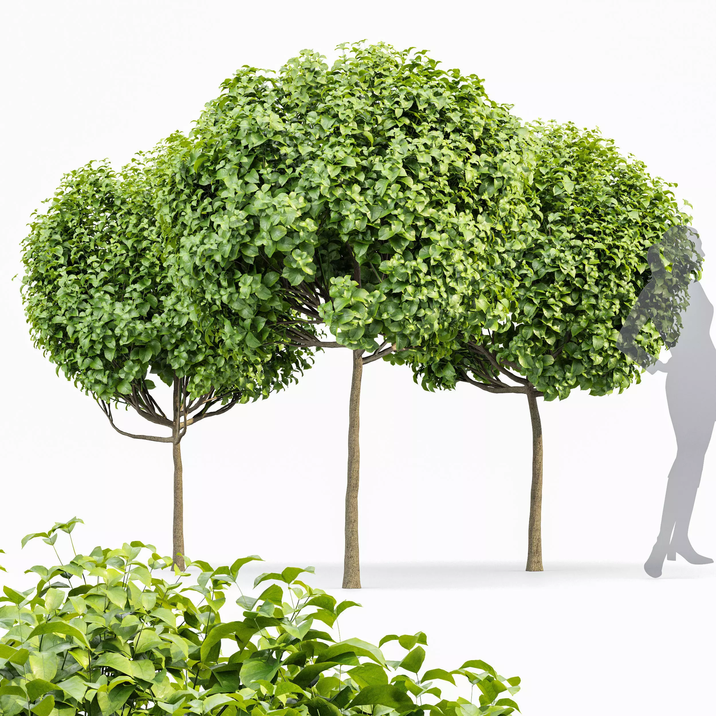 Catalpa Bignonioides Nana Indian Bean 3Trees 3D model_0