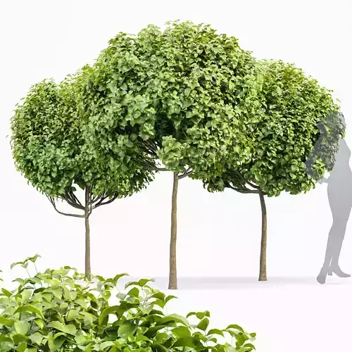 Catalpa Bignonioides Nana Indian Bean 3Trees