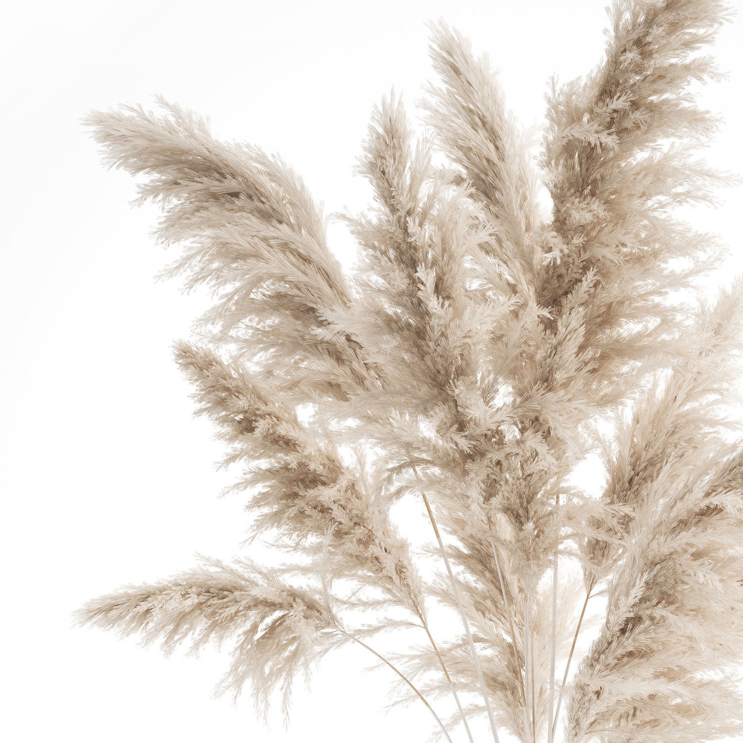 Bouquet of dried white reeds in a Vase 145 3D model_9
