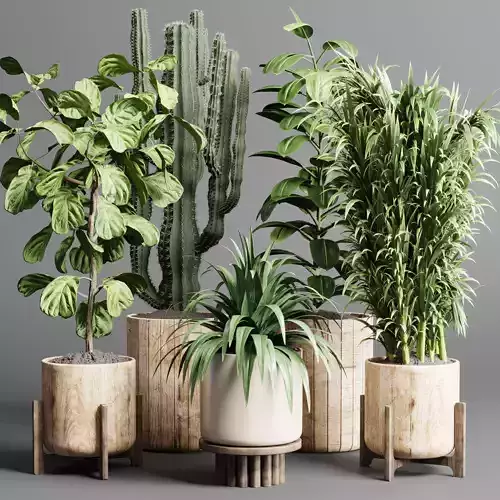  wood vase pot tree bush cactus fern plam ficus rubbery