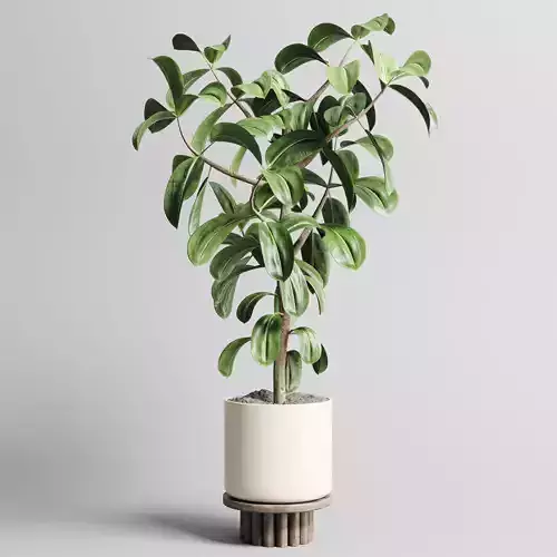 Indoor outdoor plant 106 wood vase pot ficus-rubbery