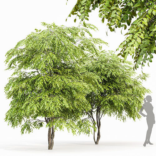 European Bladdernut 2Trees Staphylea Pinnata 3D model