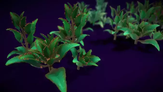 Flower Kalanchoe Laetivirens Low-poly 3D model