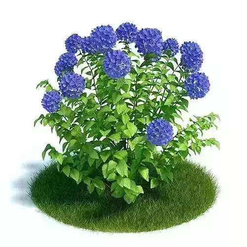 Hydangea Garden Plant