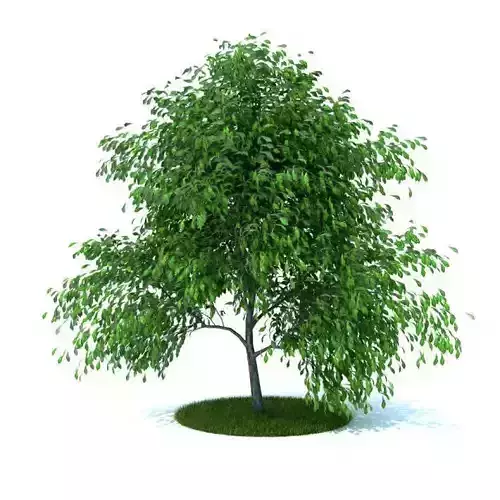 Small Tree With Hanging Greenery 3D model
