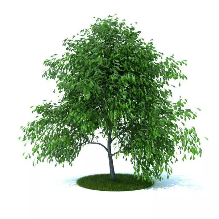 Small Tree With Hanging Greenery 3D model_0