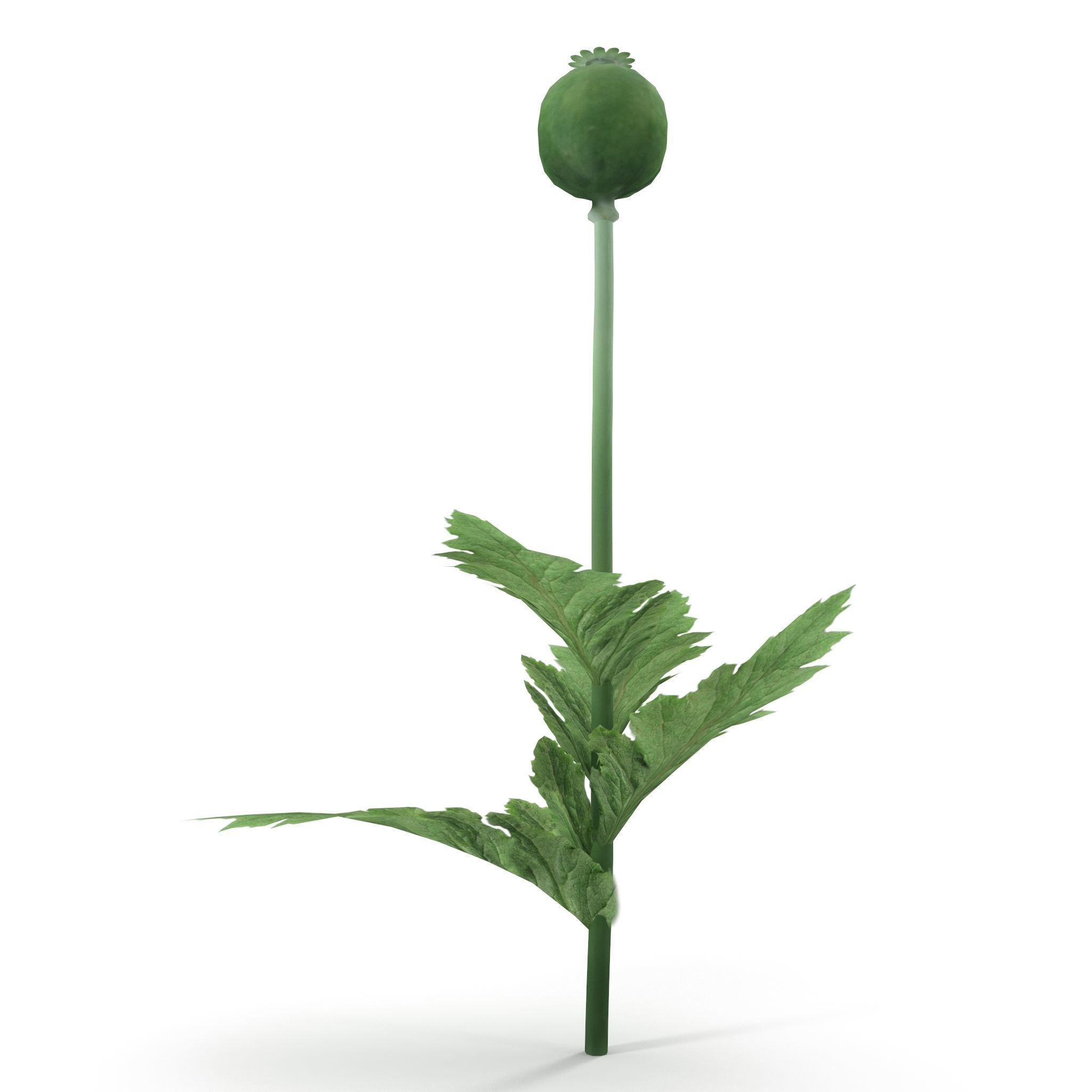 Poppy flower 3D model_4