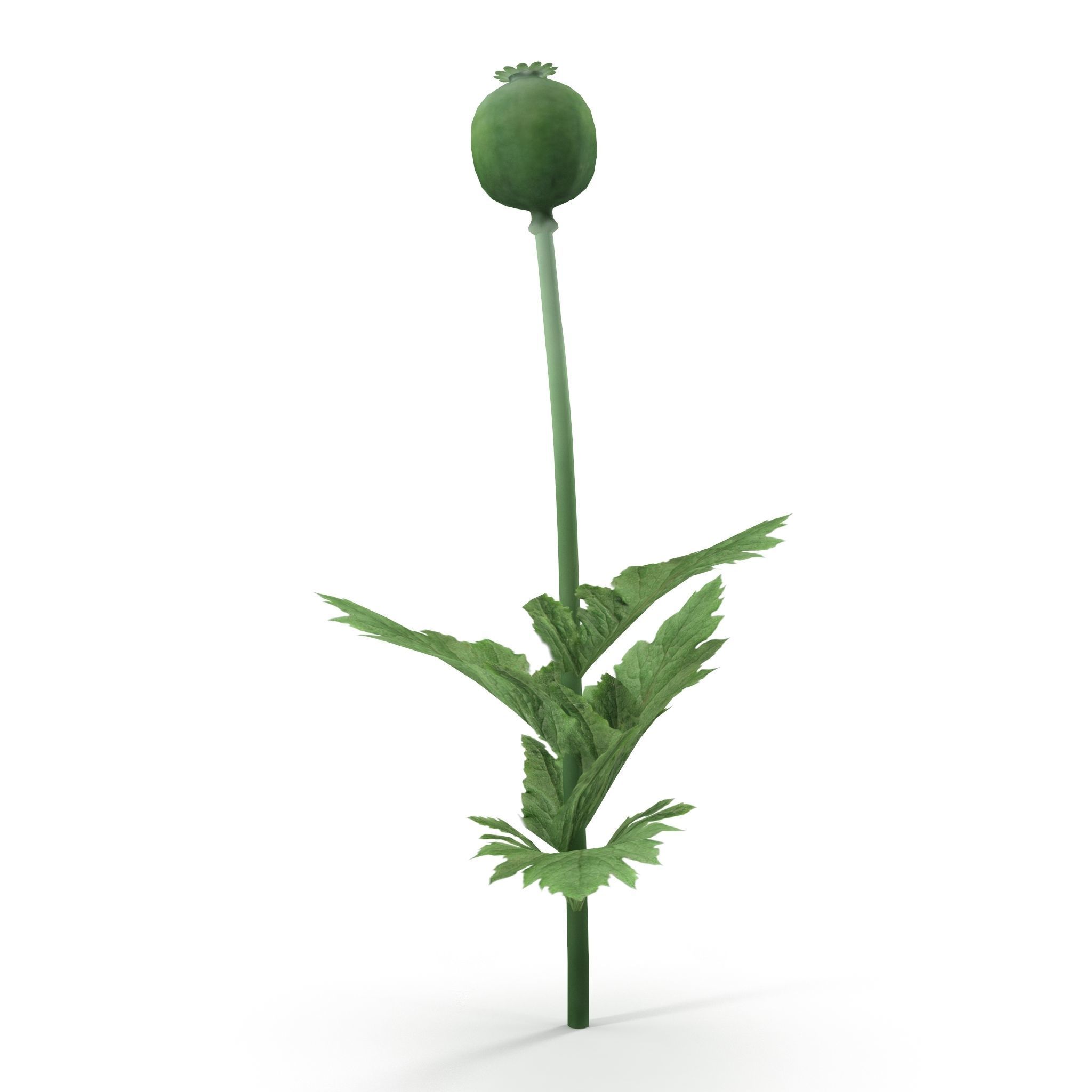 Poppy flower 3D model_3