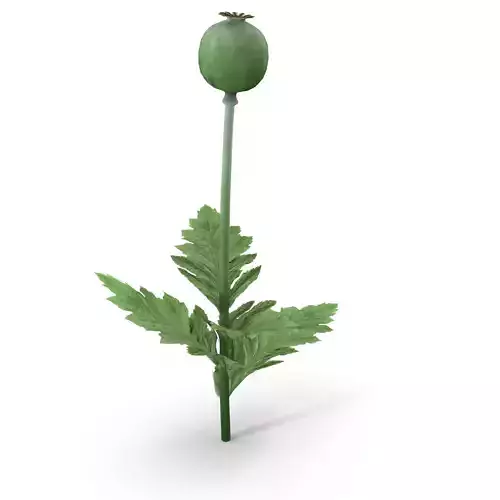 Poppy flower 3D model