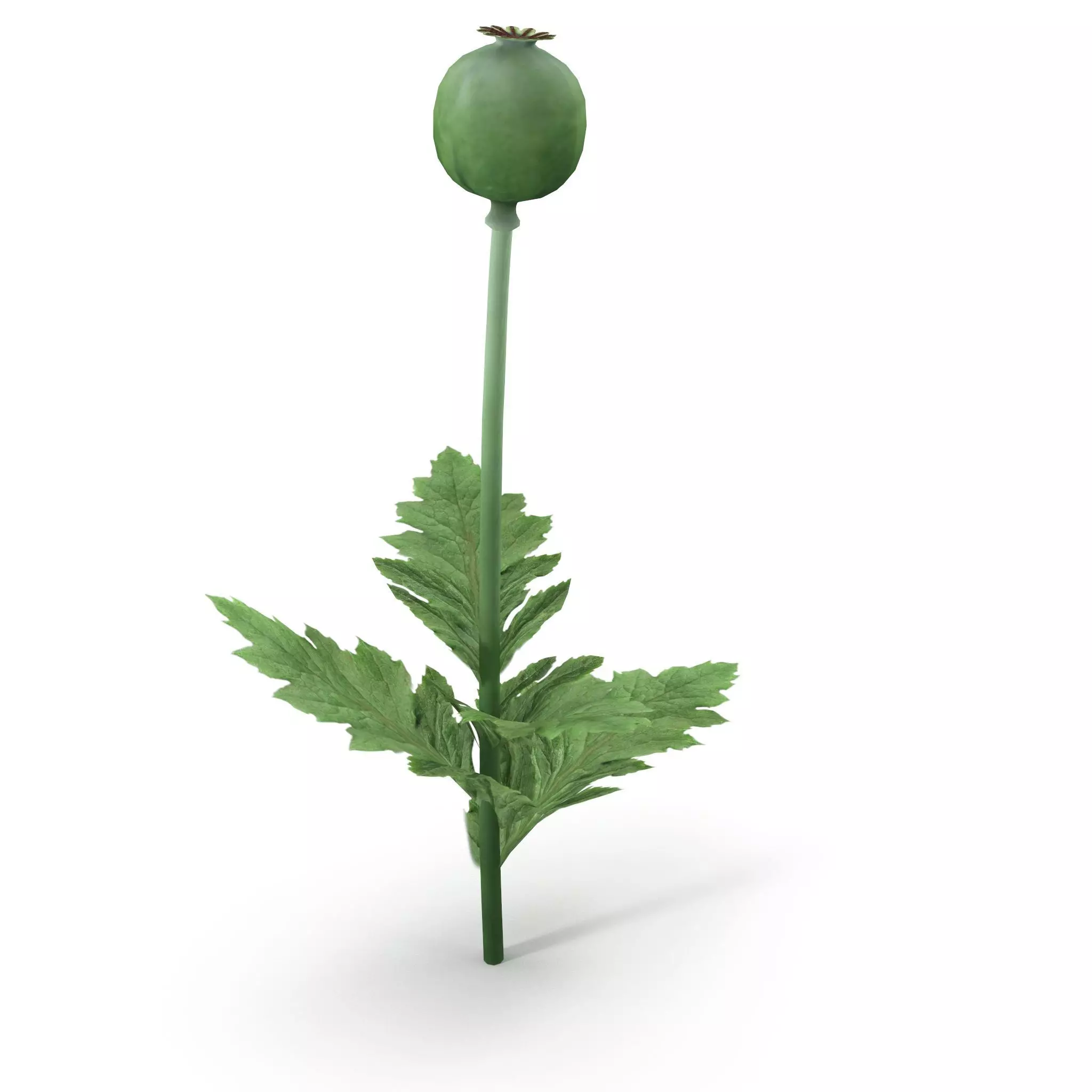 Poppy flower 3D model_0