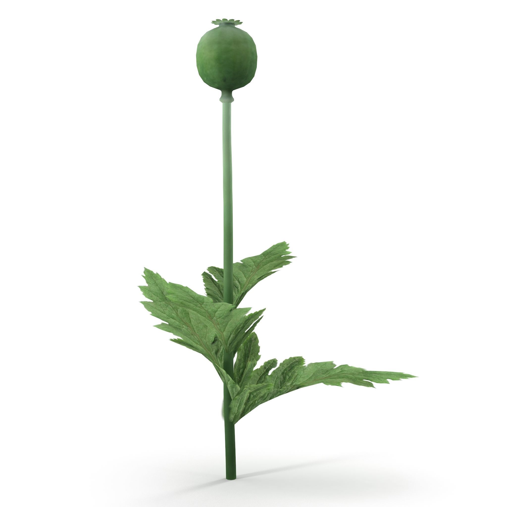 Poppy flower 3D model_6