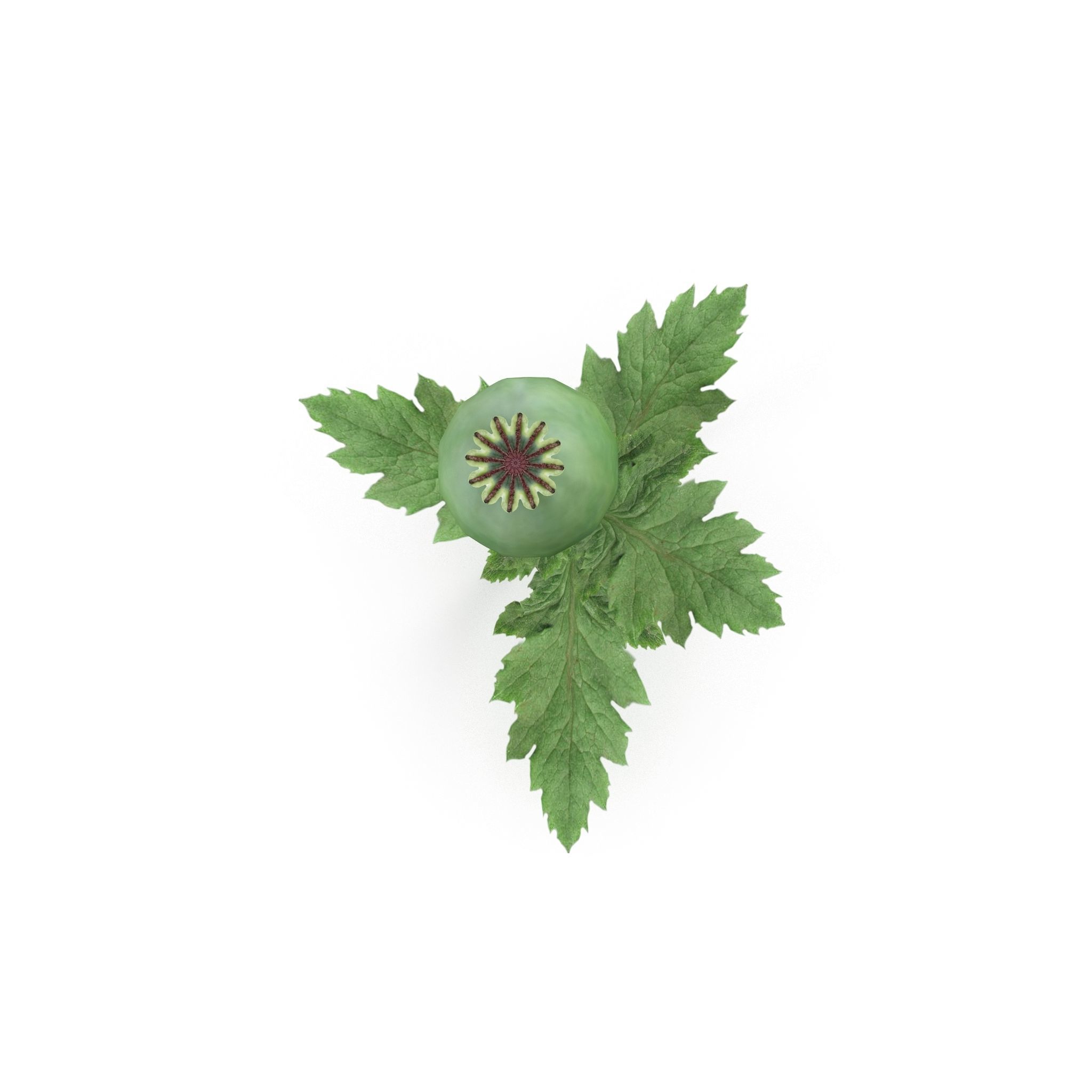 Poppy flower 3D model_1