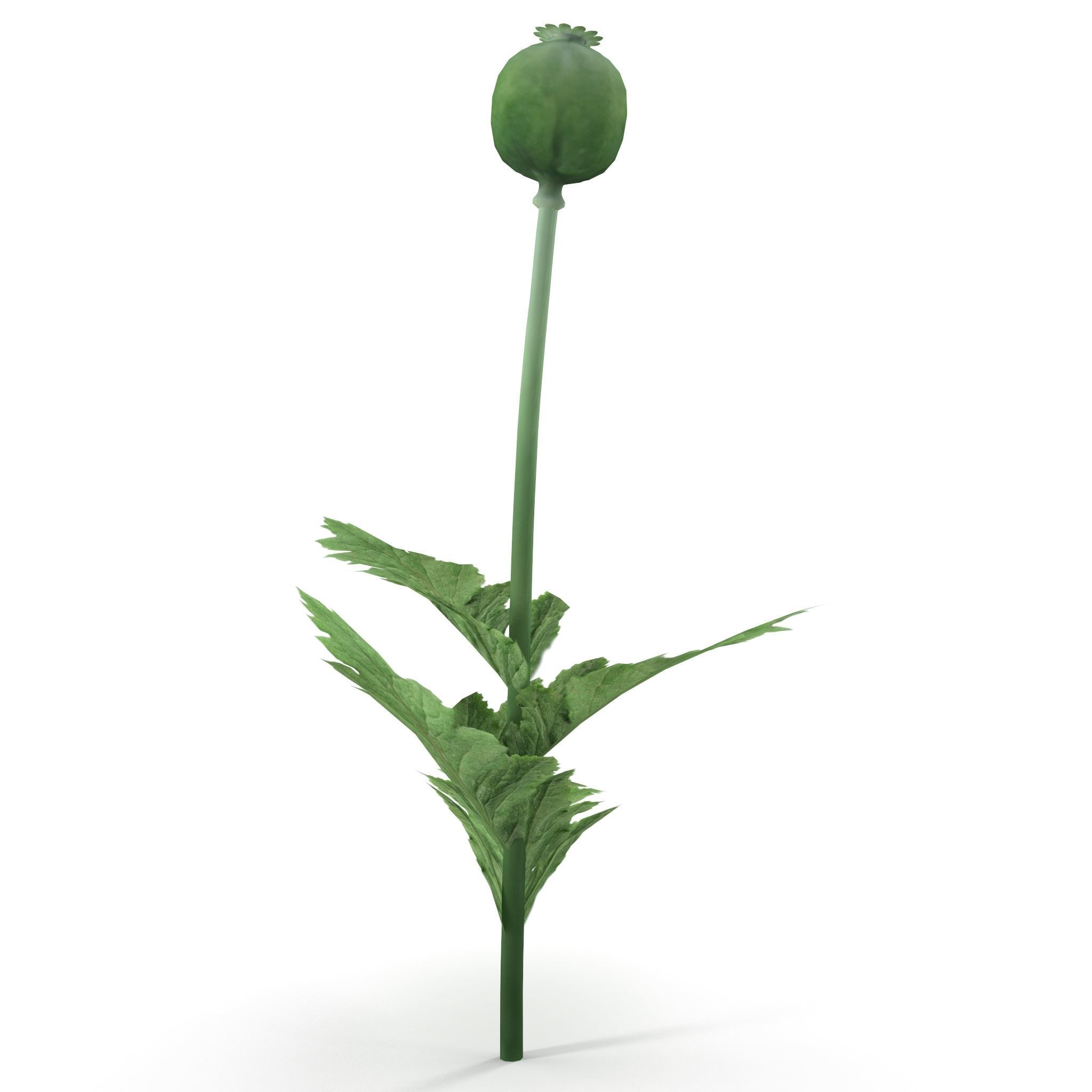Poppy flower 3D model_5
