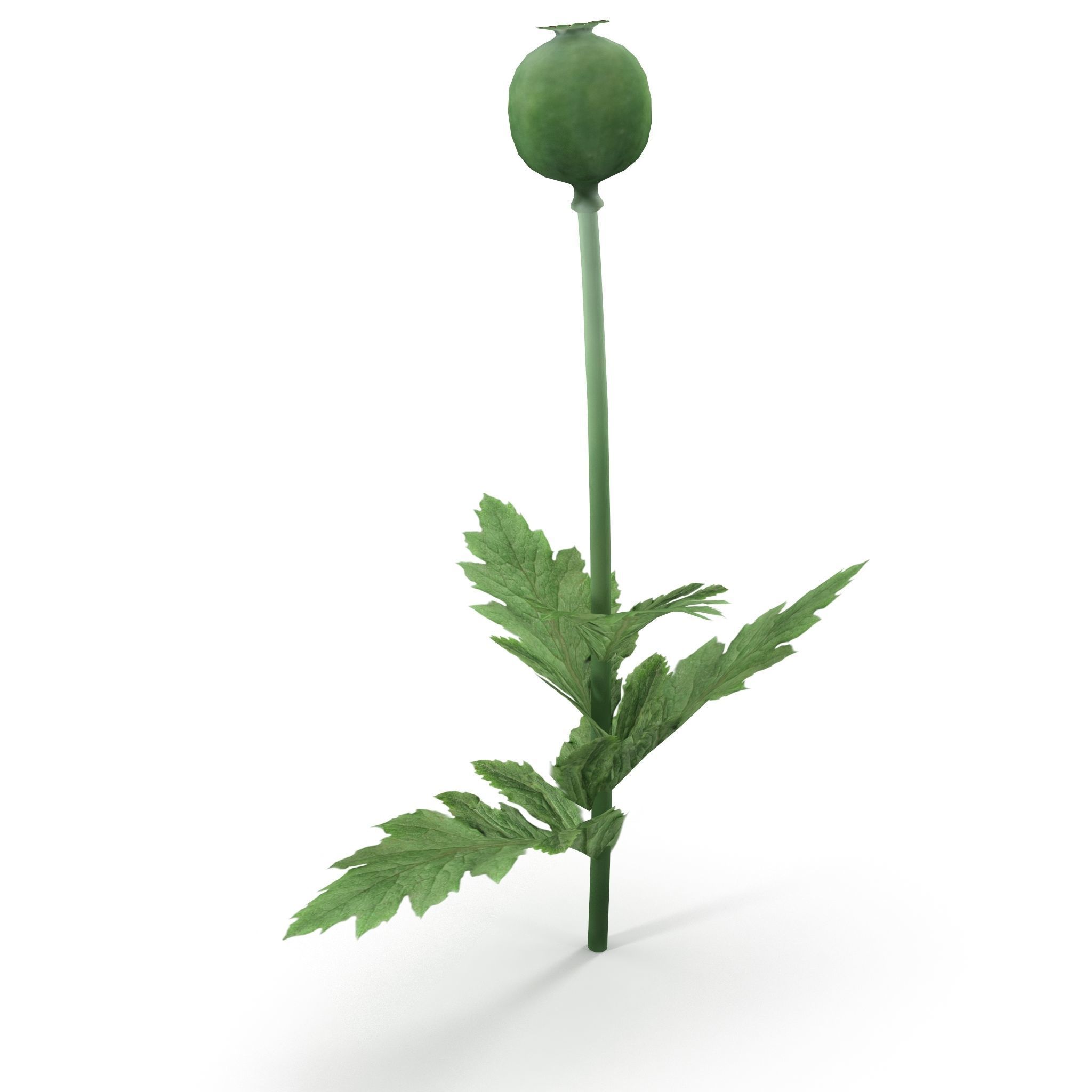 Poppy flower 3D model_2