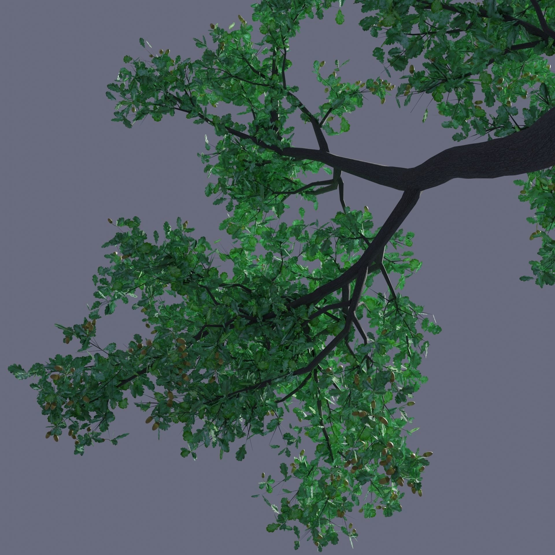  Oak tree change of seasons 3D model_2