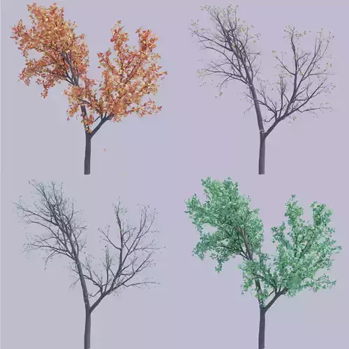  Oak tree change of seasons