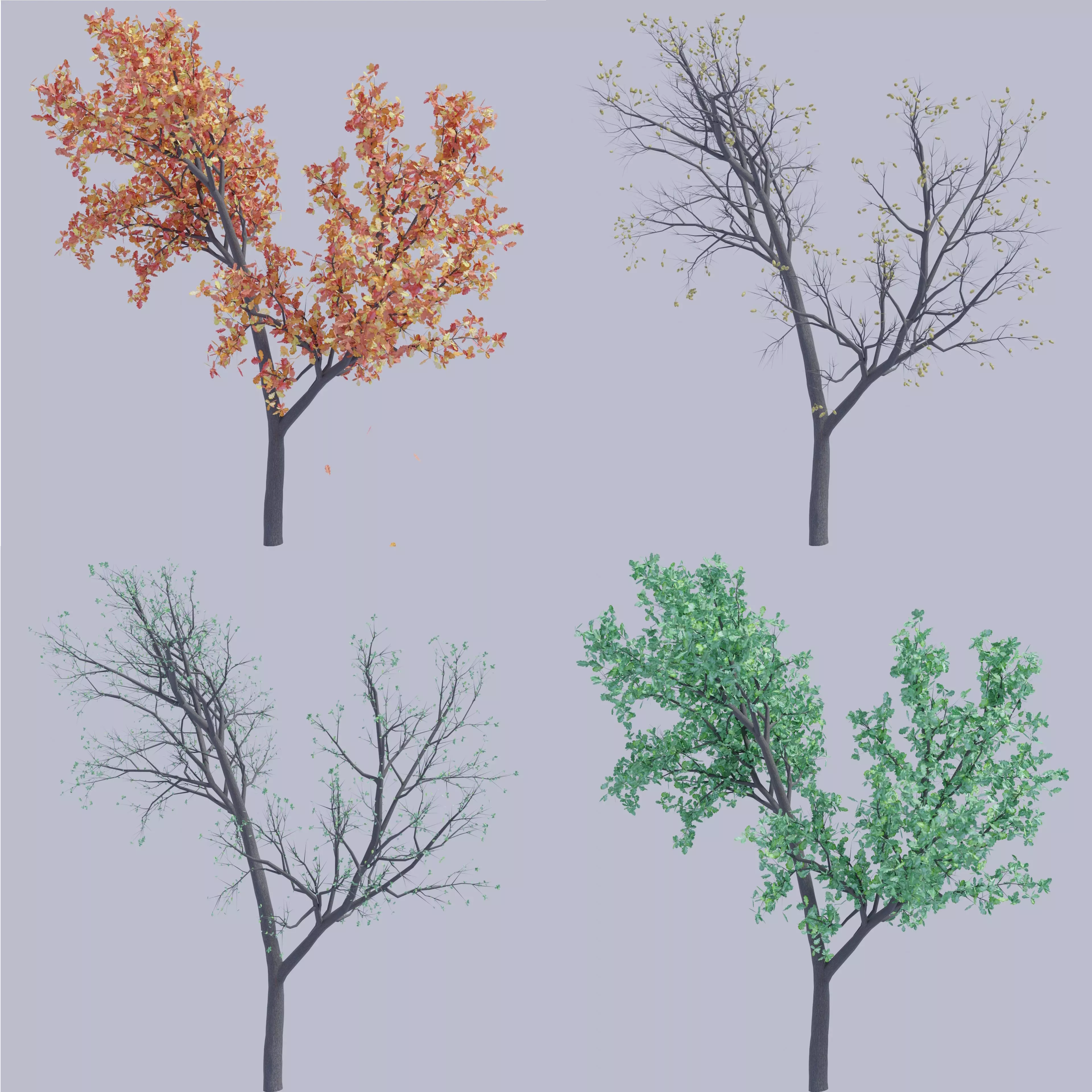 Oak tree change of seasons 3D model_0