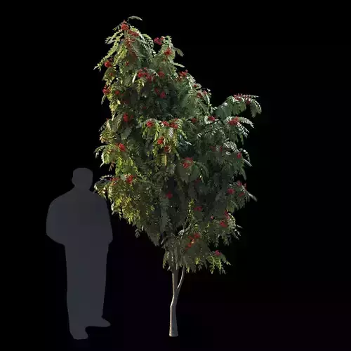 Rowan 3 meters 3D model