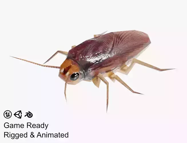 Cockroach Low-poly 3D model