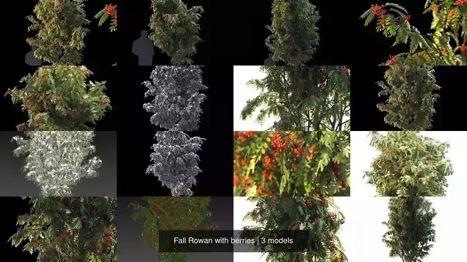 Fall Rowan with berries 3D Model Collection