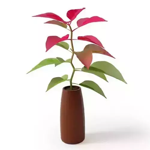 Red And Green Plant Vase