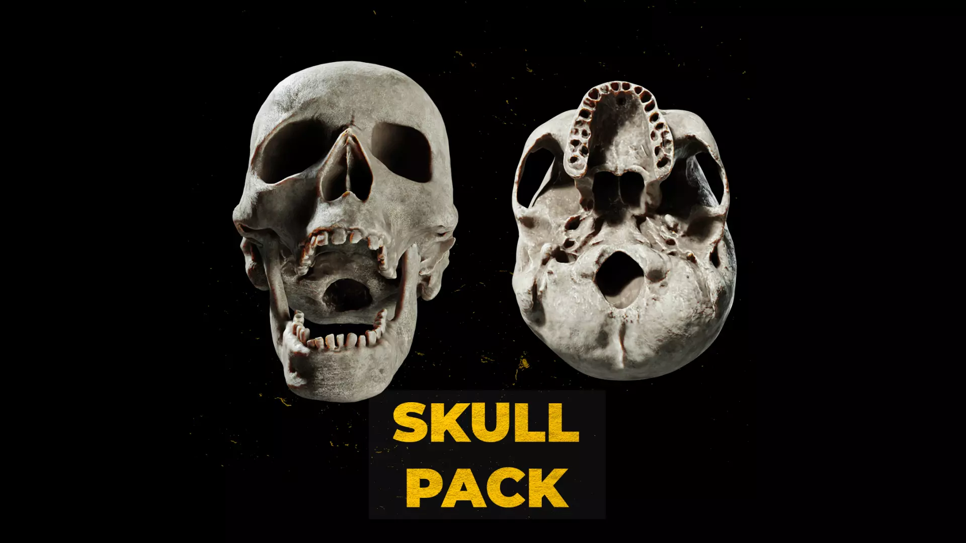 Human Skull Pack - Free Sample Free 3D model_0