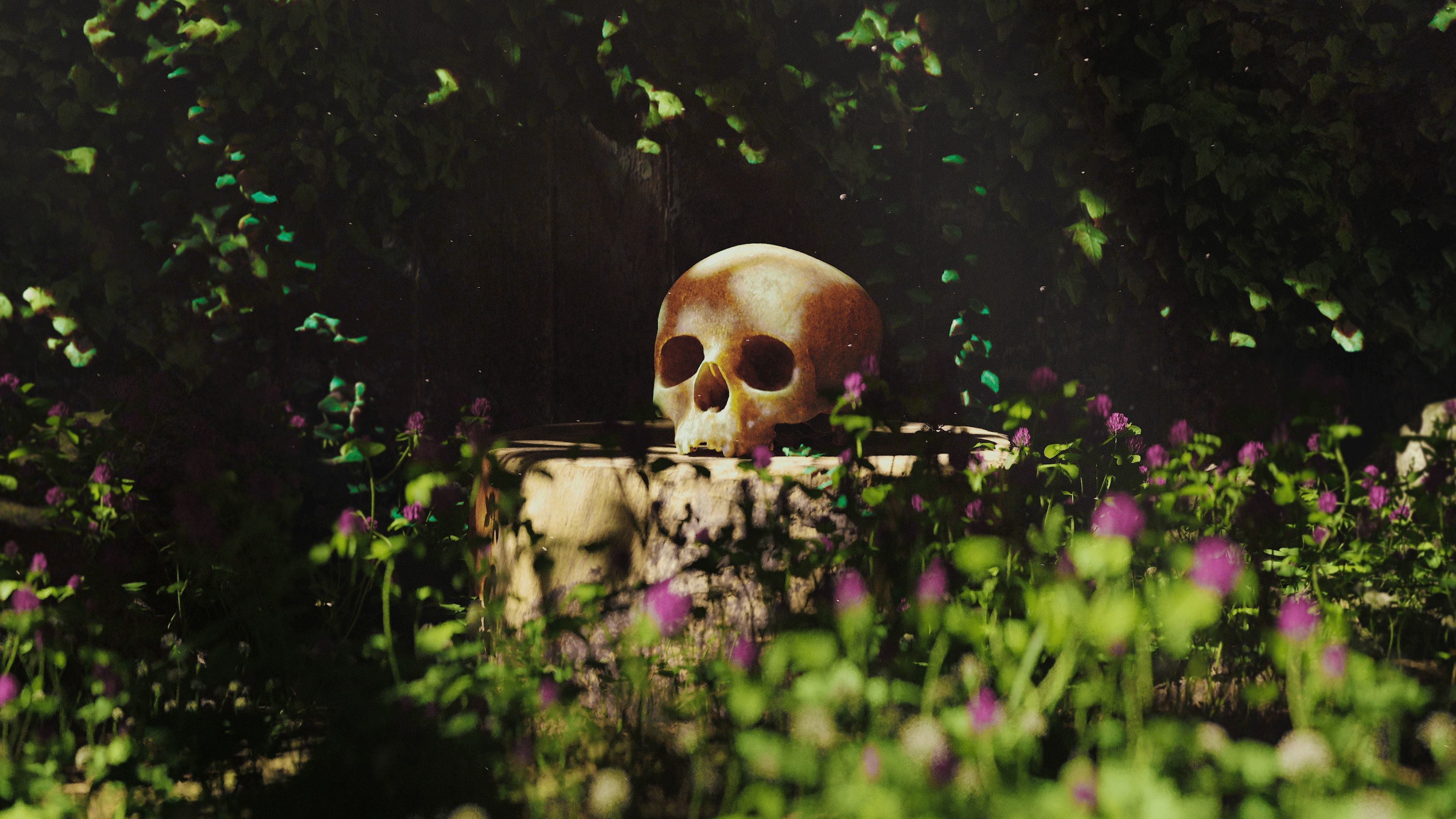 Human Skull Pack - Free Sample Free 3D model_5