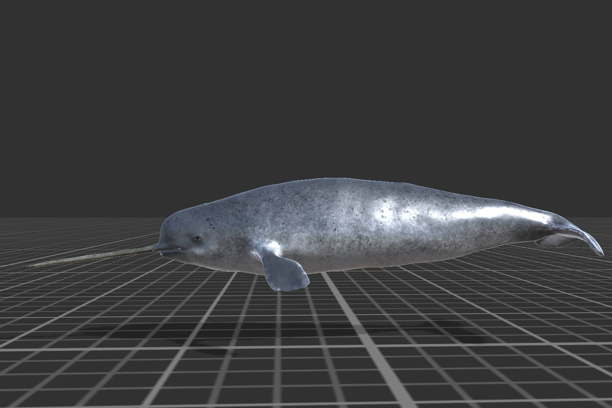 Narwhal Low-poly 3D model_3