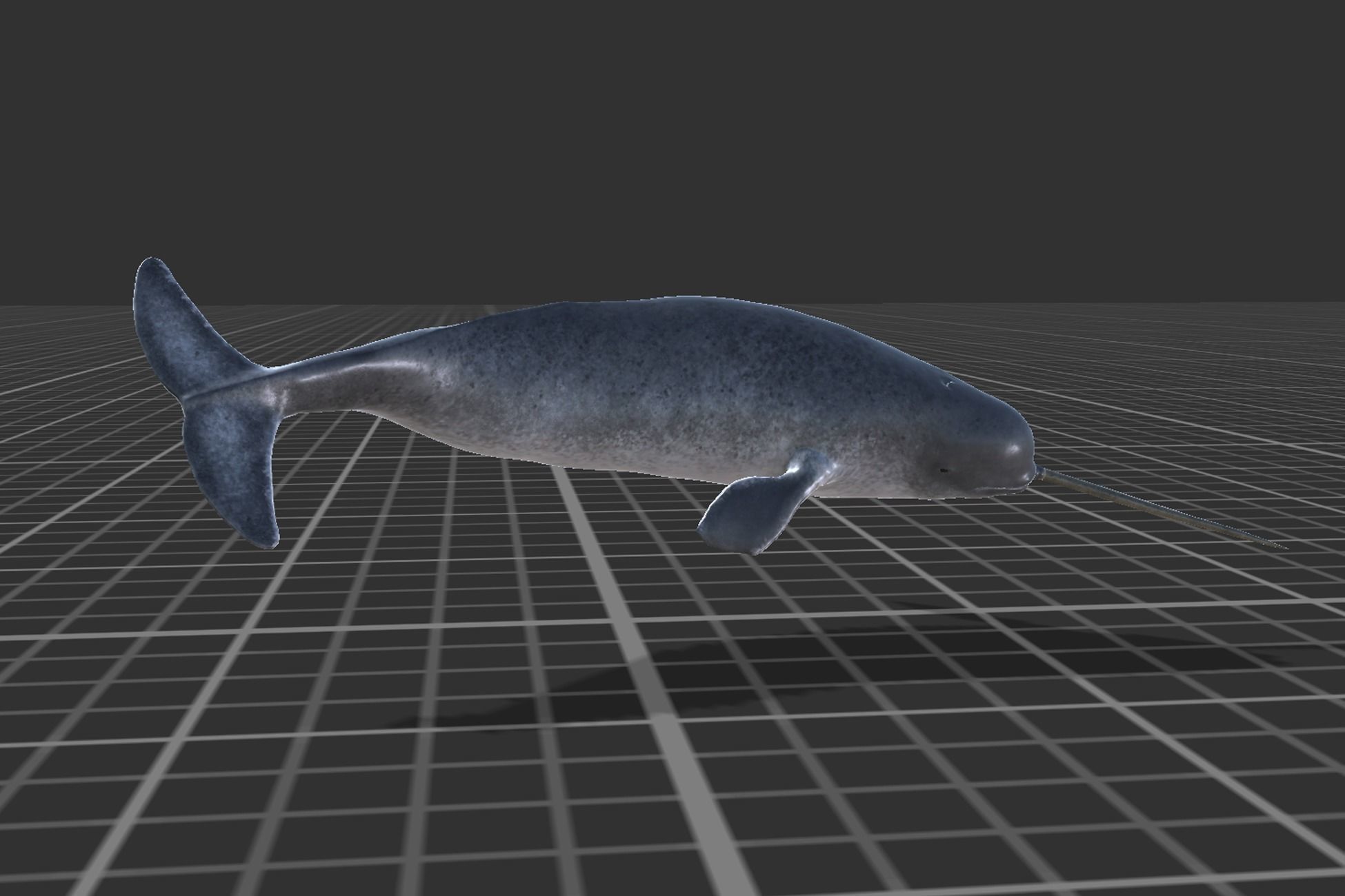 Narwhal Low-poly 3D model_8