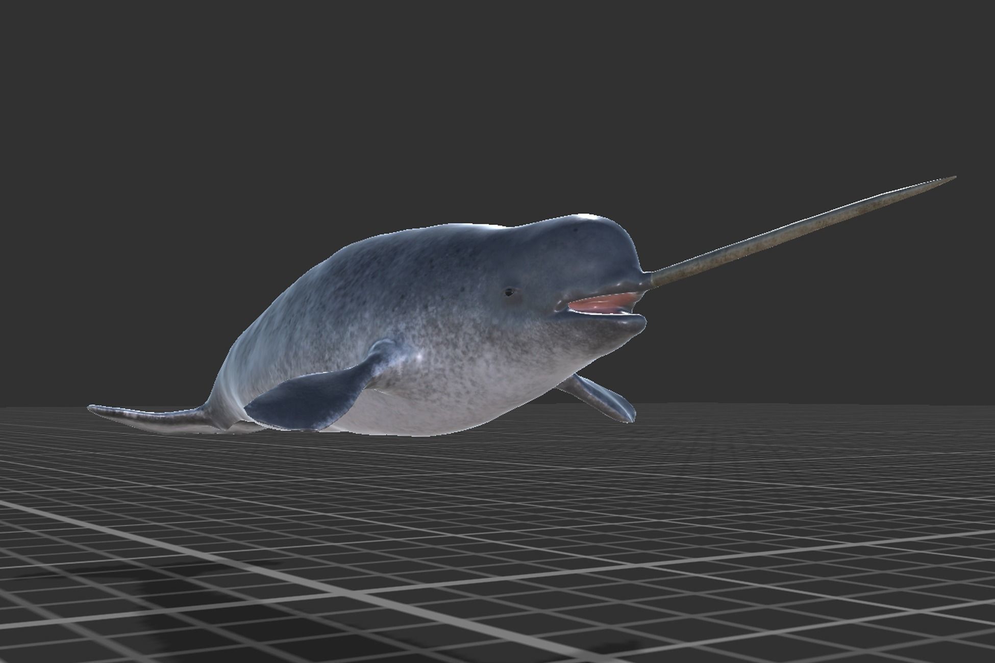 Narwhal Low-poly 3D model_6