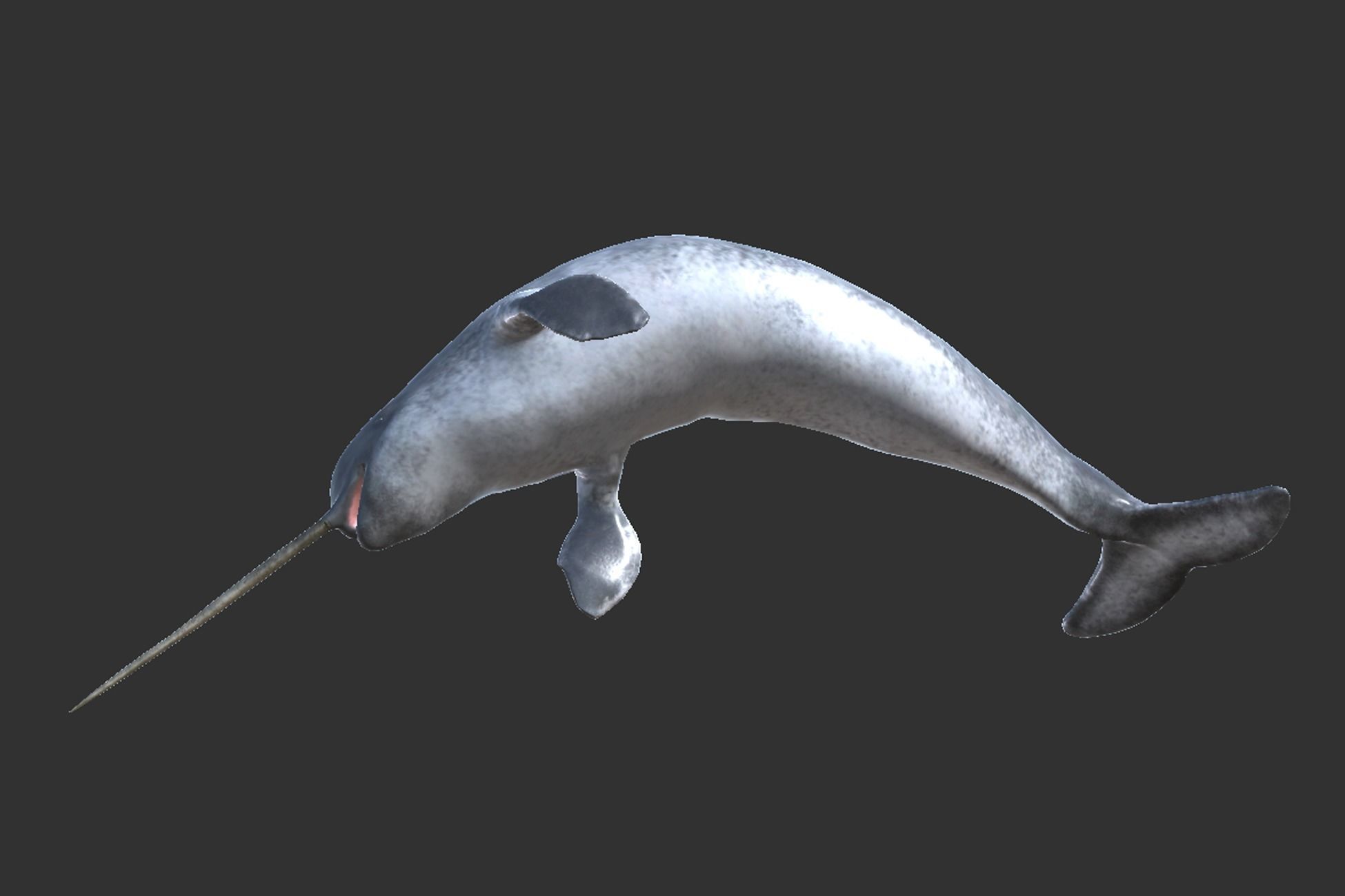 Narwhal Low-poly 3D model_10