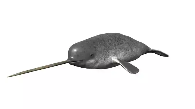 Narwhal Low-poly 3D model