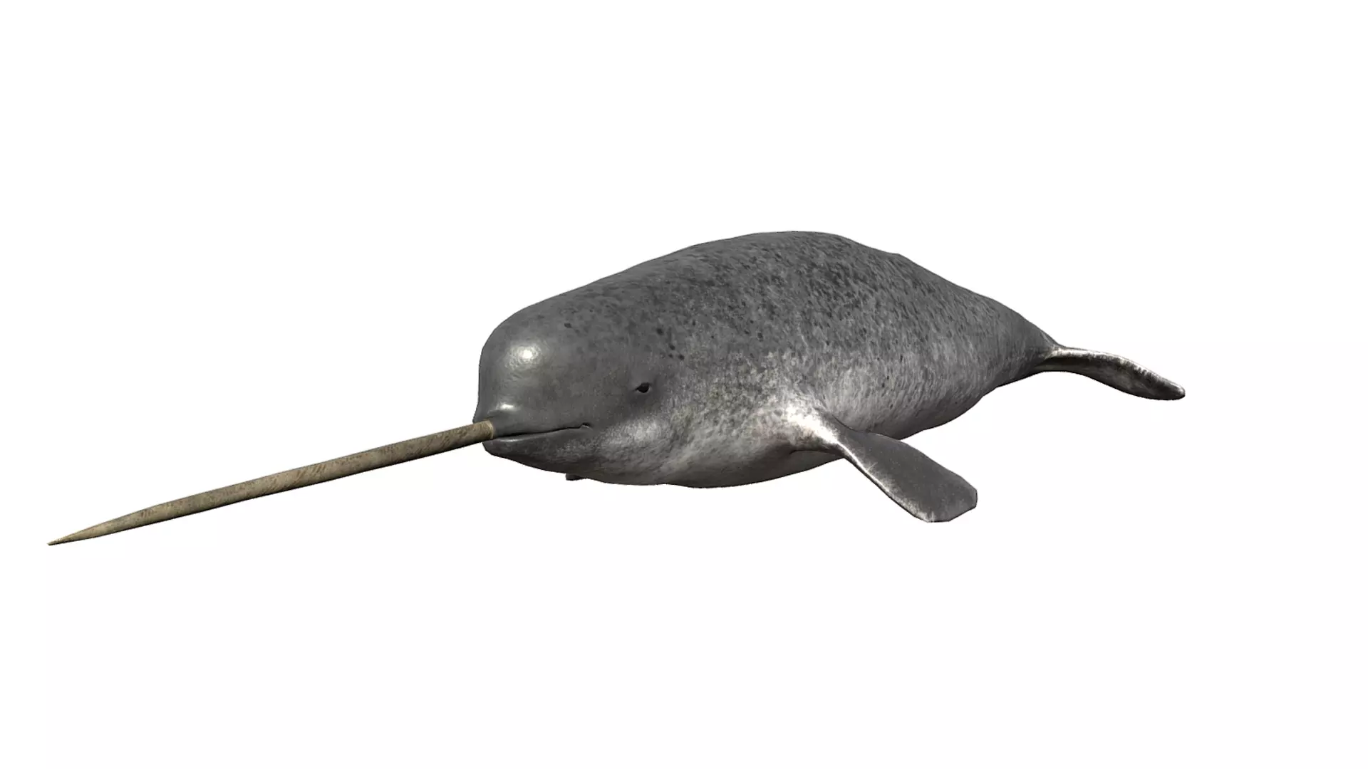Narwhal Low-poly 3D model_0