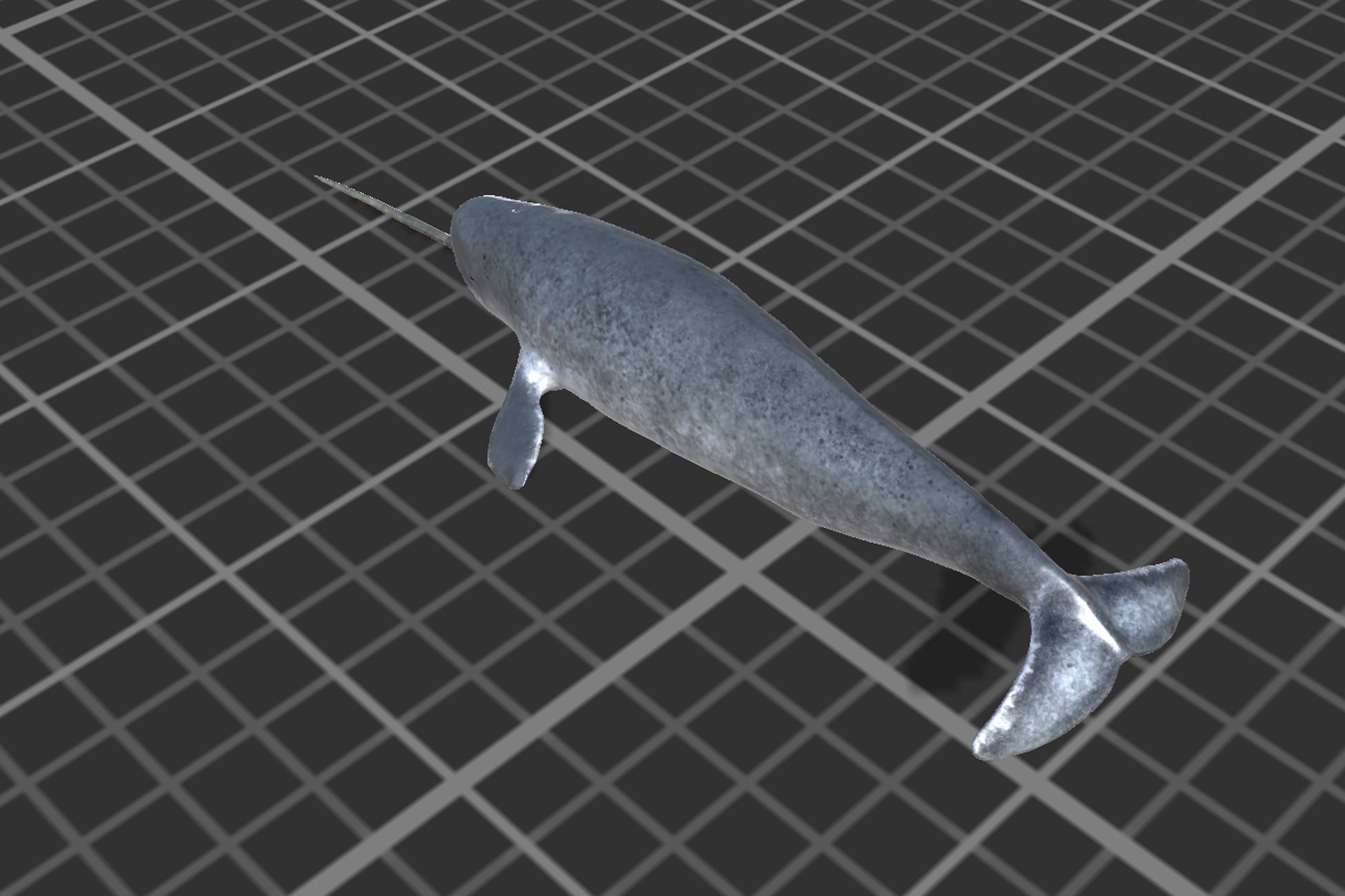 Narwhal Low-poly 3D model_5