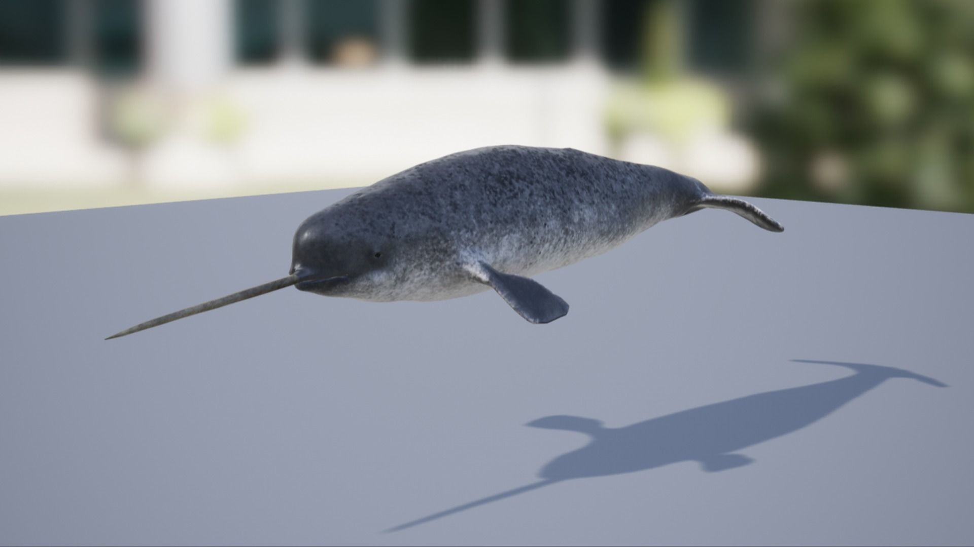 Narwhal Low-poly 3D model_9