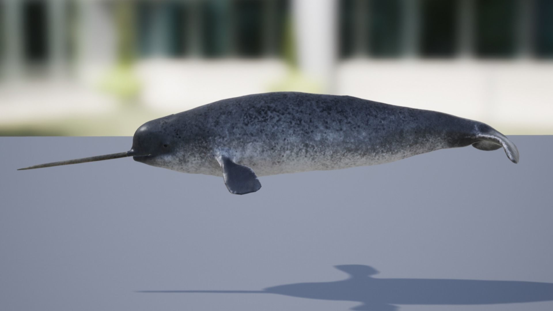 Narwhal Low-poly 3D model_7
