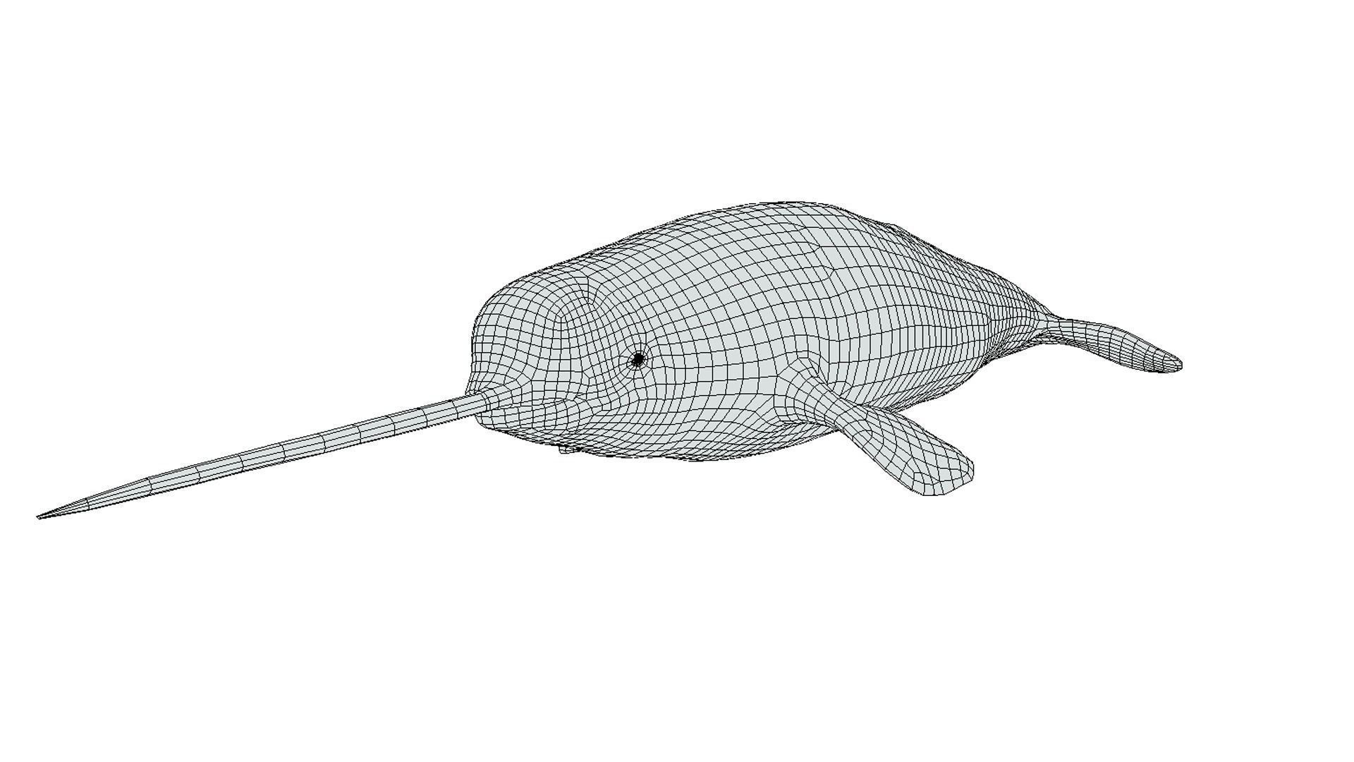 Narwhal Low-poly 3D model_2