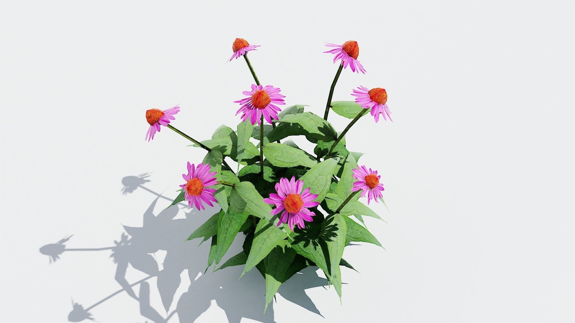 Coneflower-Plant-Echinacea purpurea Magnus Low-poly 3D model_2