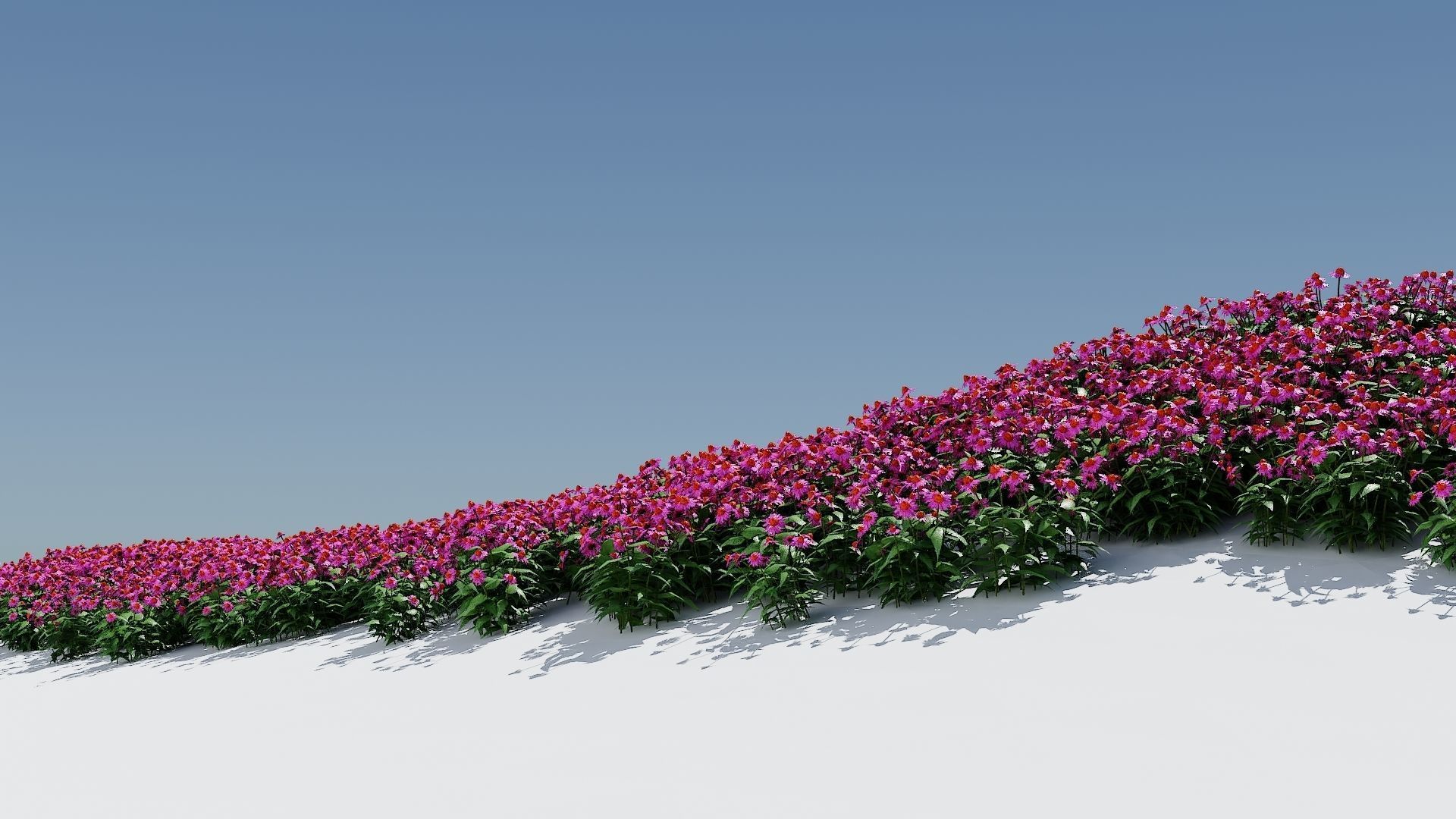 Coneflower-Plant-Echinacea purpurea Magnus Low-poly 3D model_3