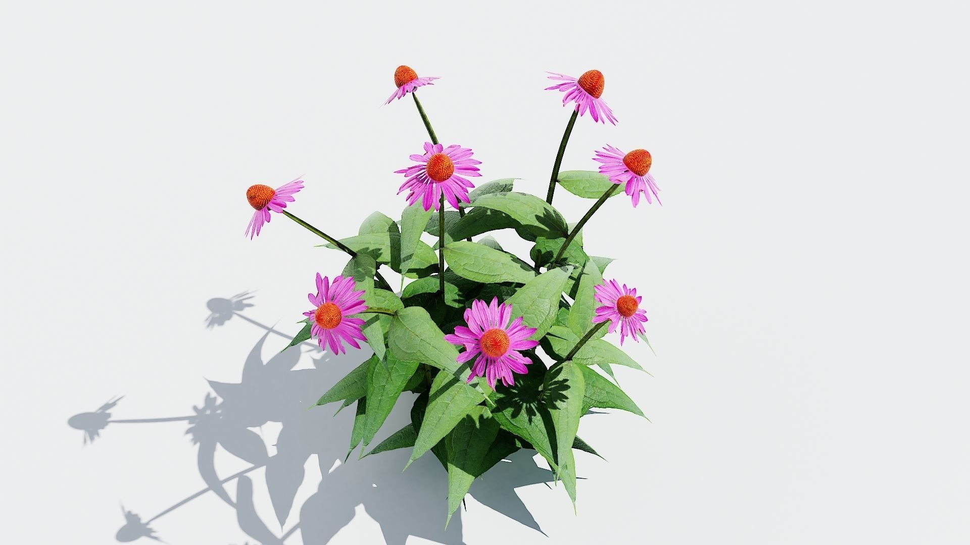 Coneflower-Plant-Echinacea purpurea Magnus Low-poly 3D model_1