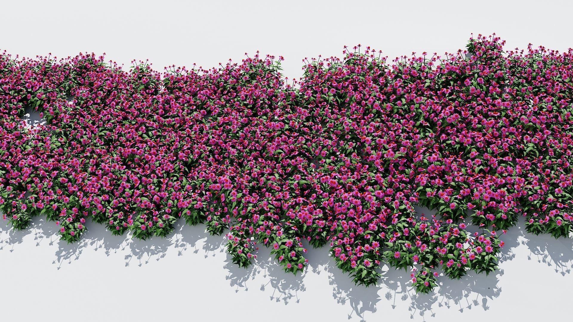 Coneflower-Plant-Echinacea purpurea Magnus Low-poly 3D model_4