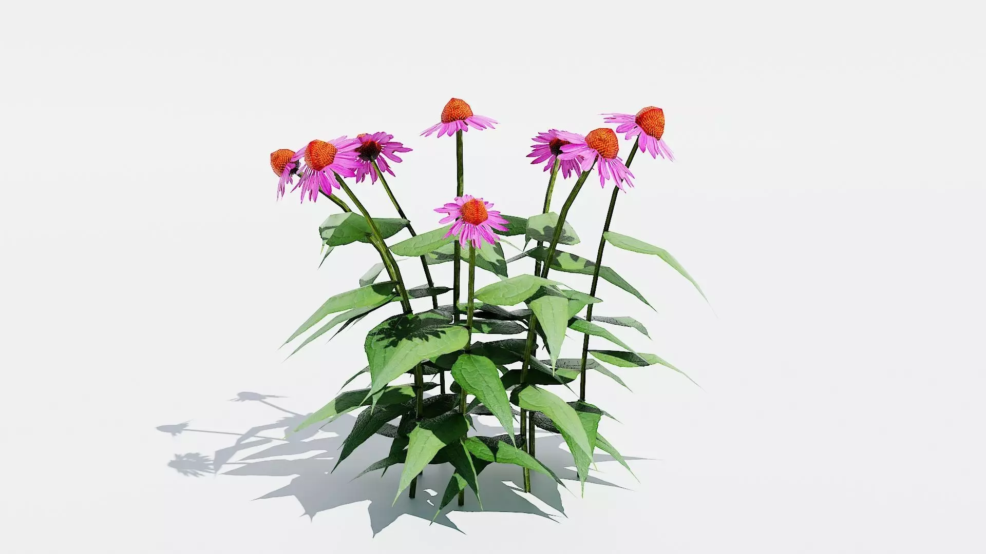 Coneflower-Plant-Echinacea purpurea Magnus Low-poly 3D model_0