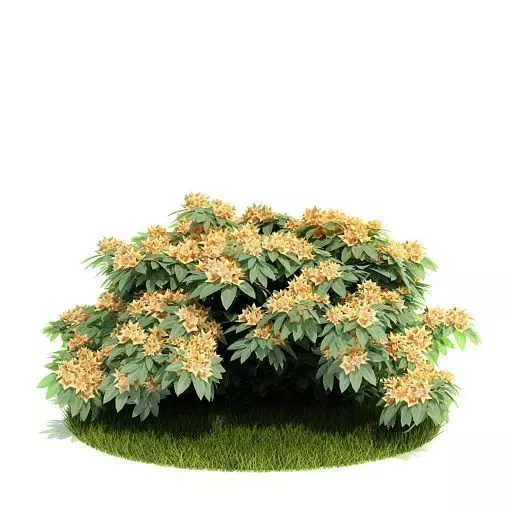 Blooming Leafy Bush 3D model_0